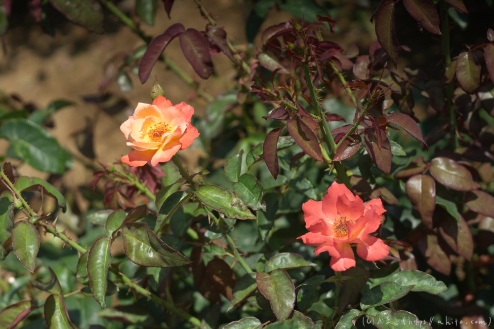 神代植物公園の夏 - 19