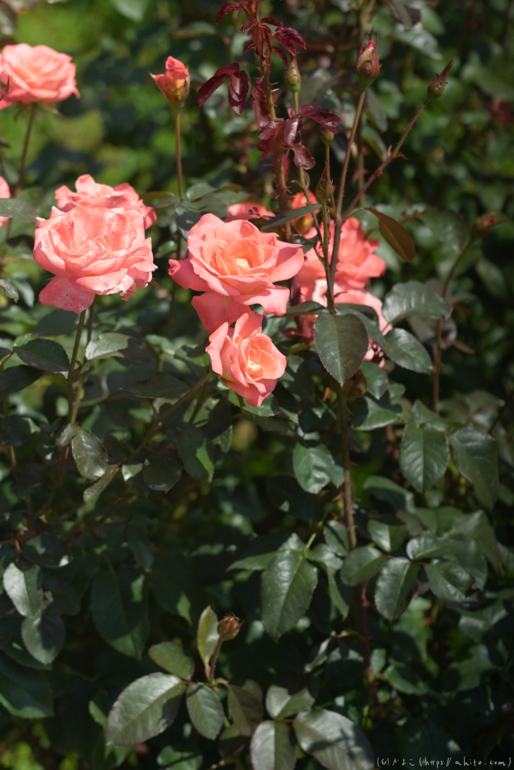 神代植物公園の夏 - 20