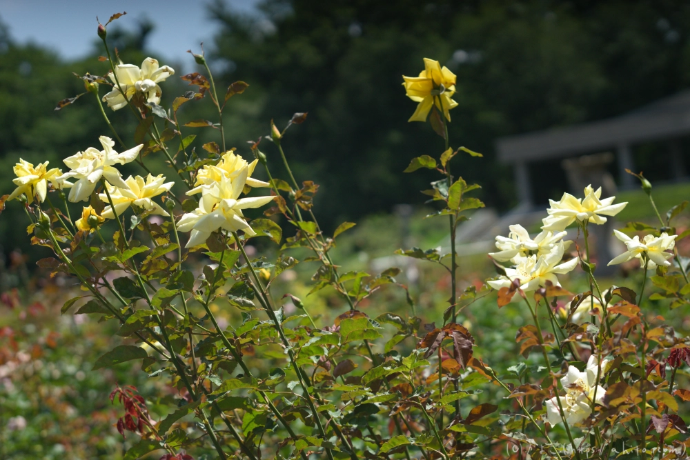 神代植物公園の夏 - 24