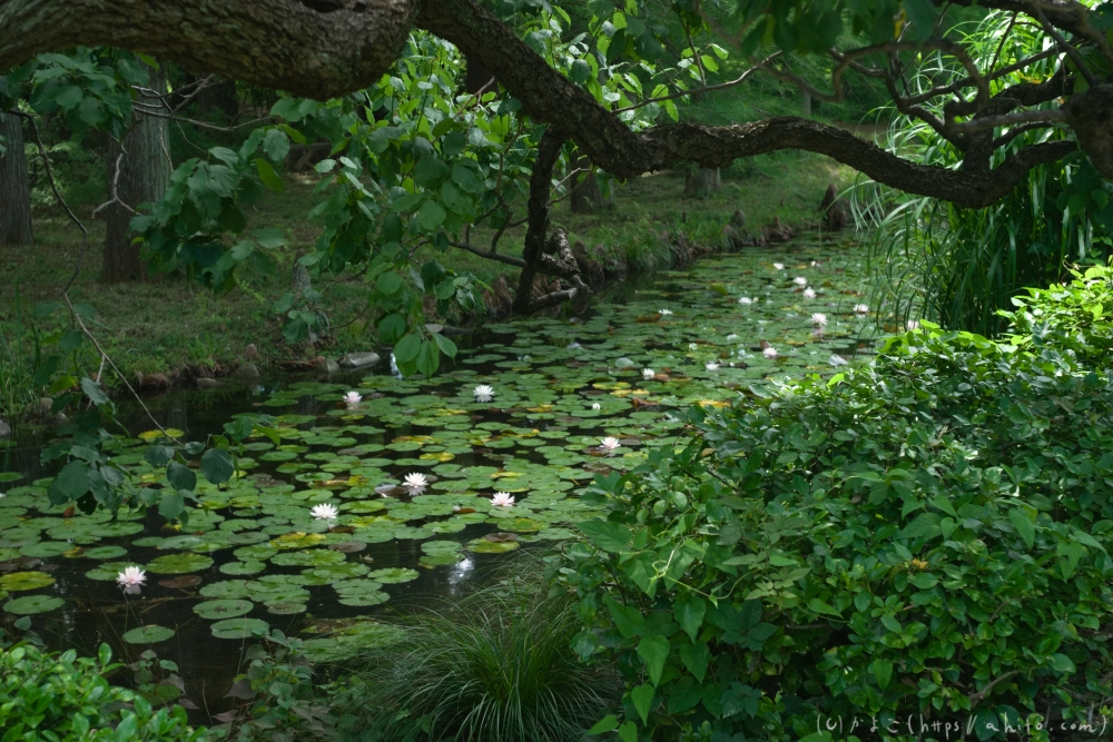 神代植物公園の夏 - 27