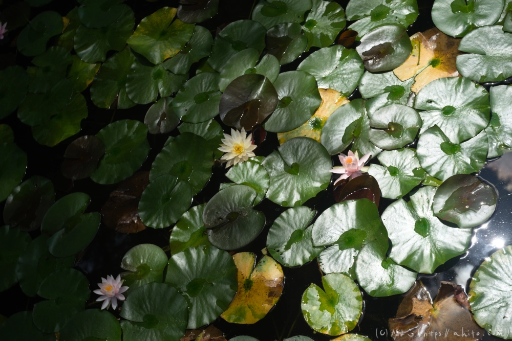 神代植物公園の夏 - 28