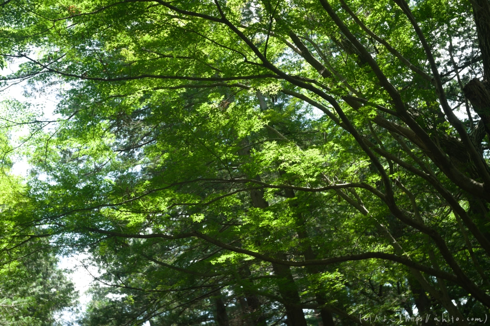 神代植物公園の夏 - 30