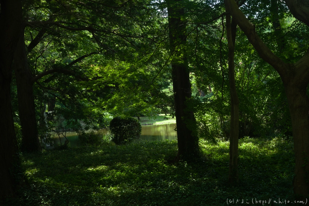 神代植物公園の夏 - 31