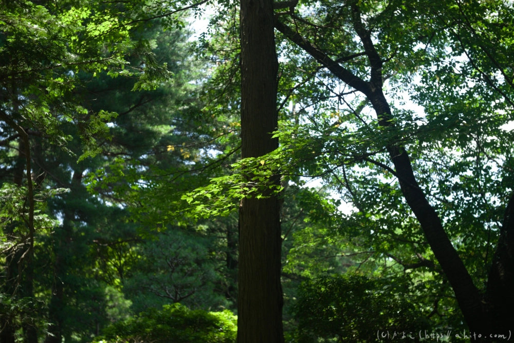 神代植物公園の夏 - 32