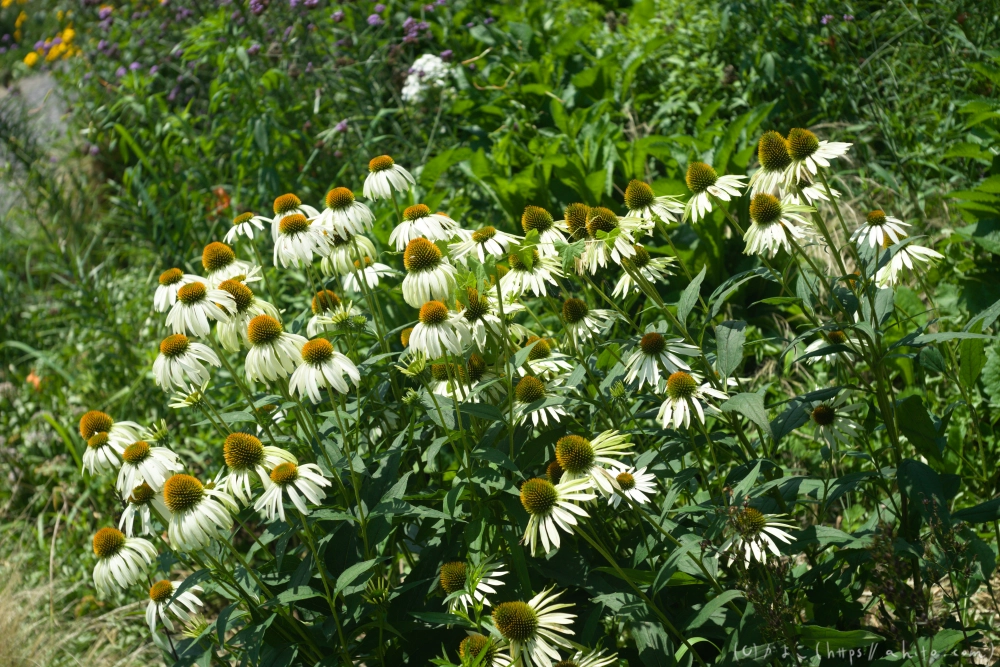神代植物公園の夏 - 33
