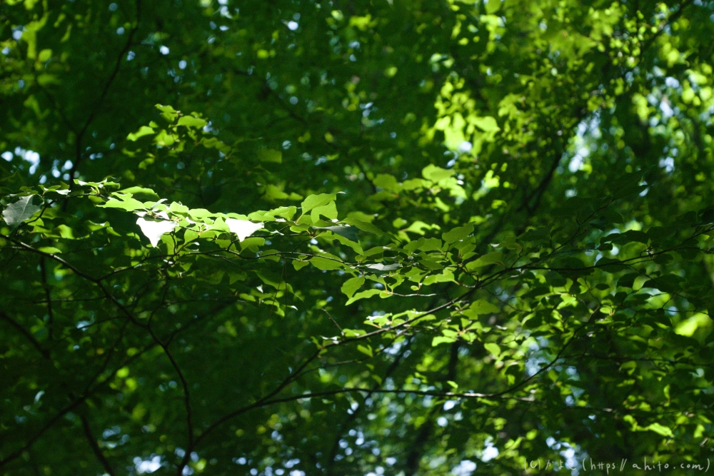 神代植物公園の夏 - 35