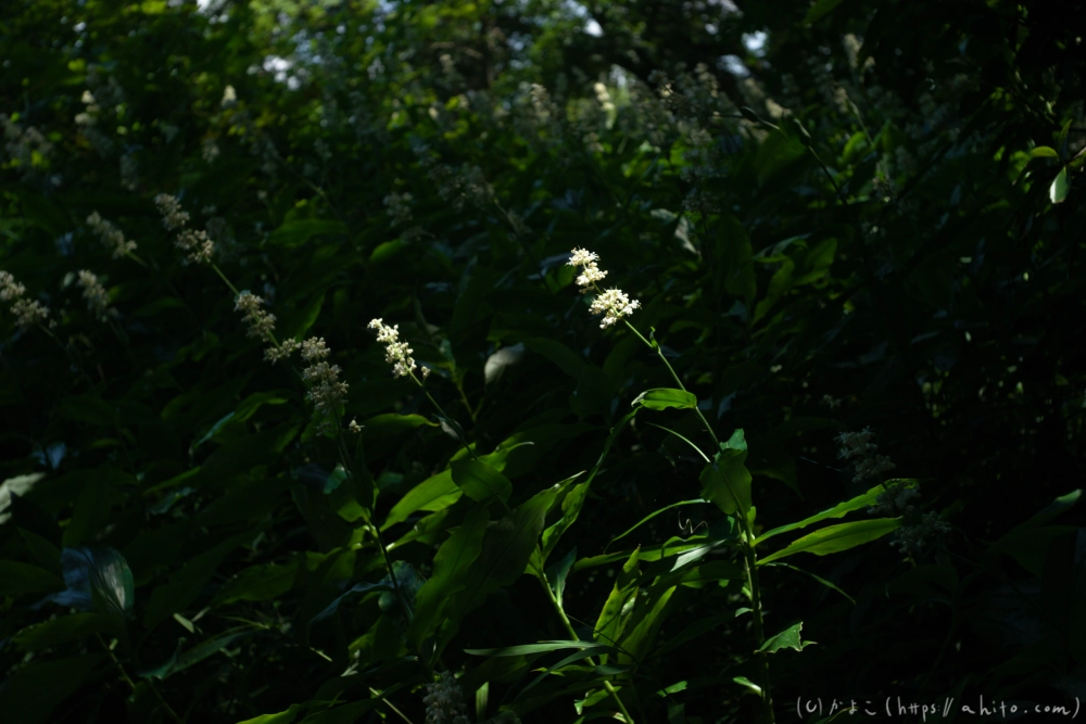 神代植物公園の夏 - 36