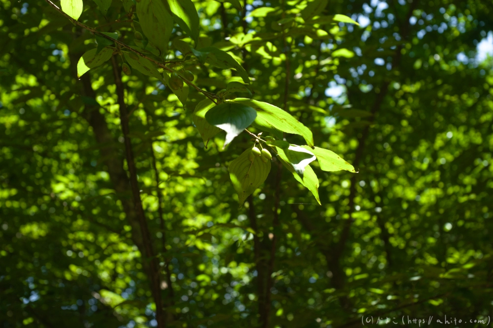 神代植物公園の夏 - 39