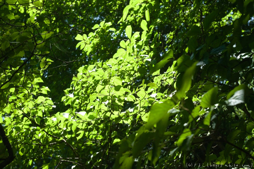 神代植物公園の夏 - 40