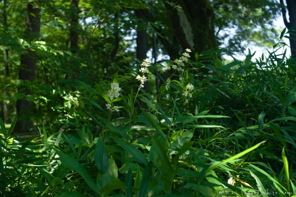 神代植物公園の夏 - 41
