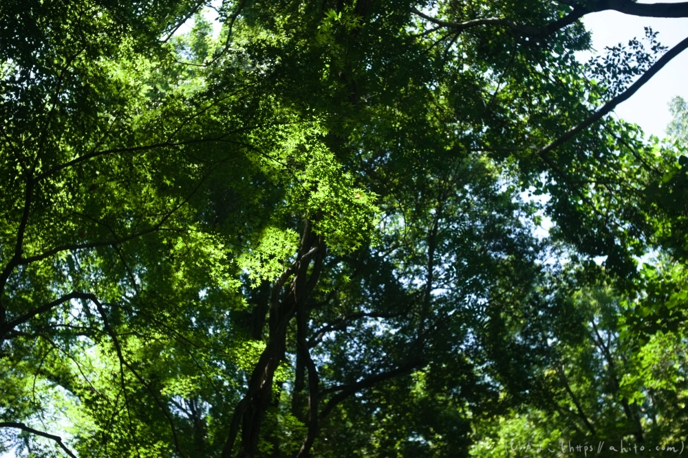 神代植物公園の夏 - 42