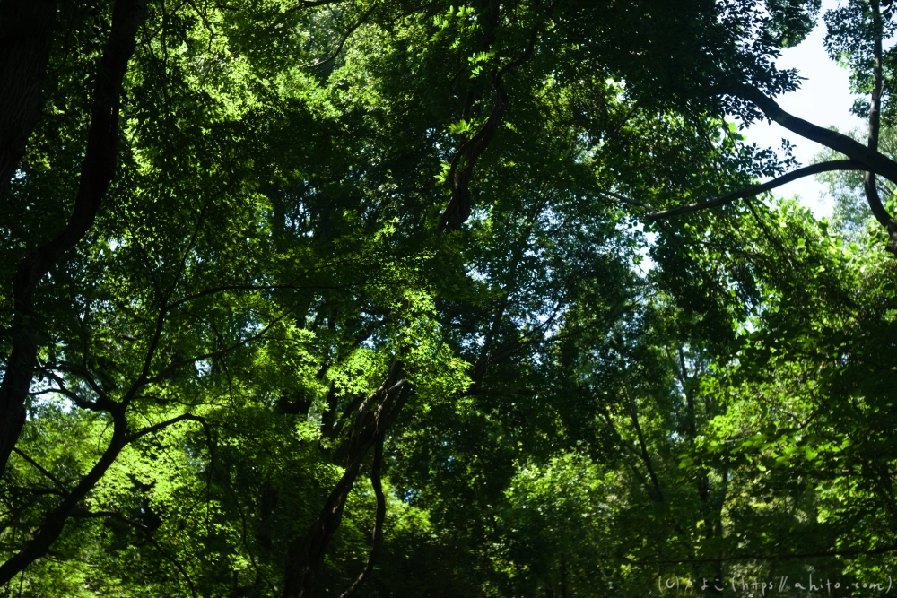 神代植物公園の夏 - 44