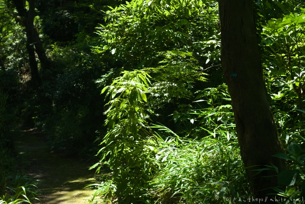 神代植物公園の夏 - 46