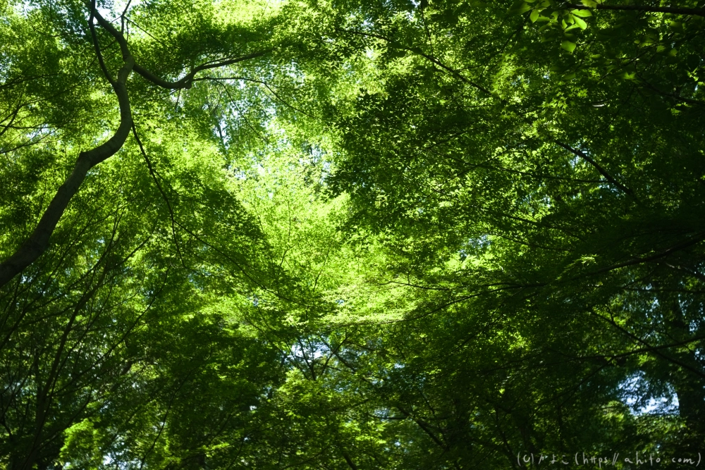神代植物公園の夏 - 47