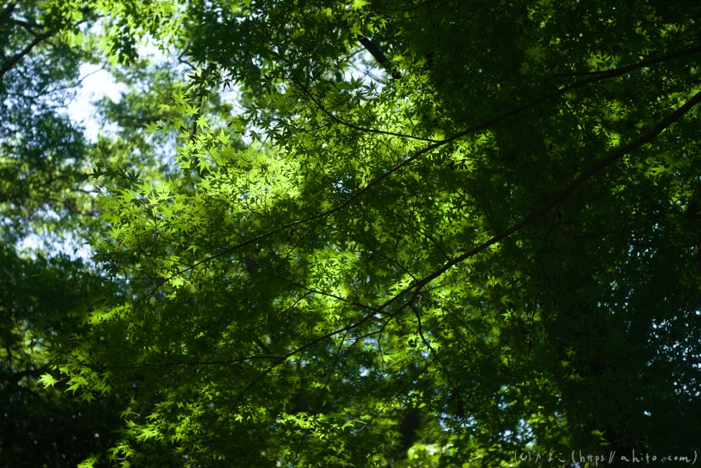 神代植物公園の夏 - 48