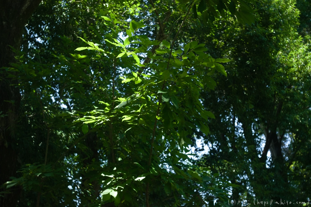 神代植物公園の夏 - 49