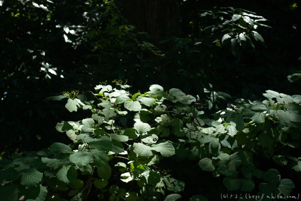 神代植物公園の夏 - 53