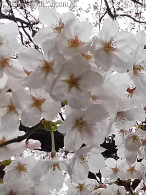 雨の桜 - 08