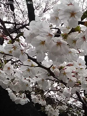 雨の桜 - 11