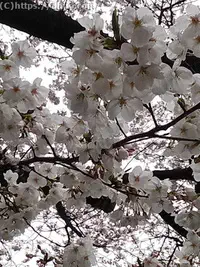 雨の桜