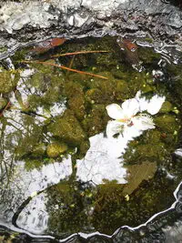 昼下がりの桜