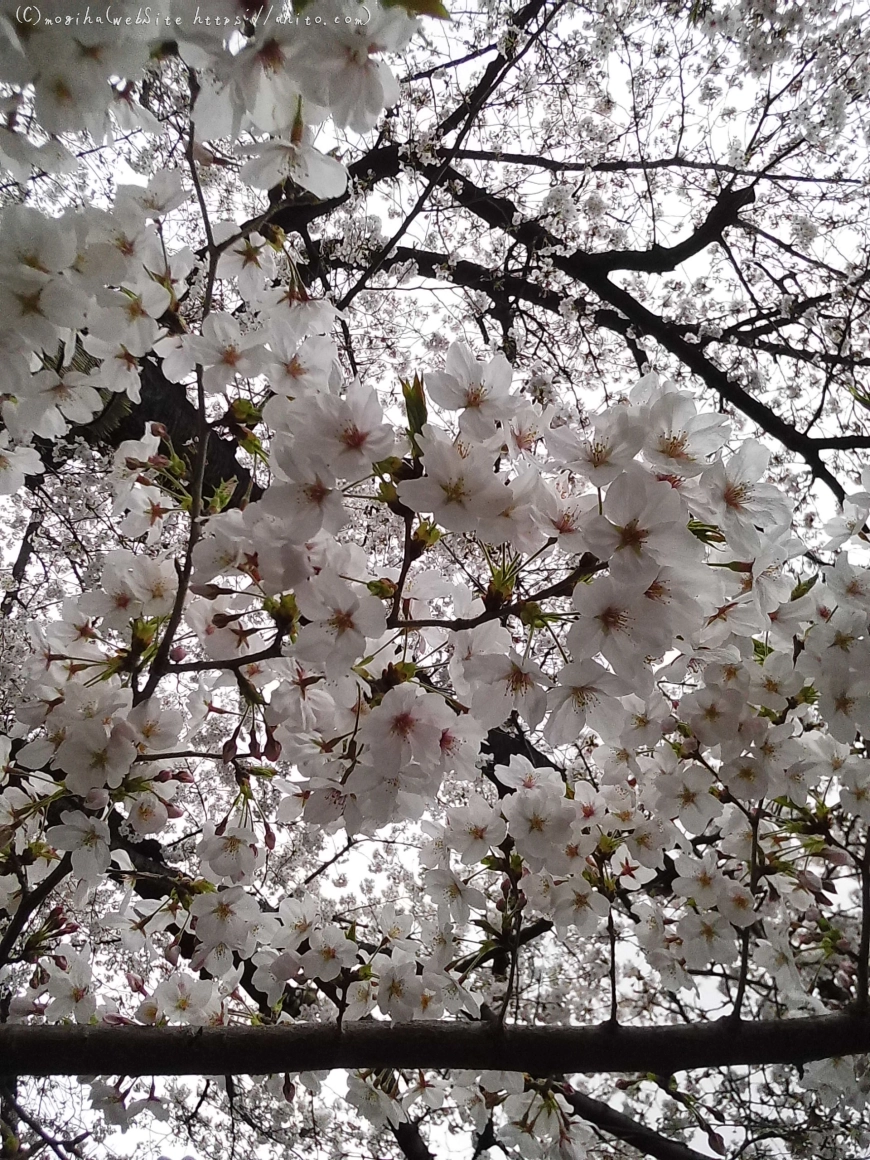 雨の中の桜 - 01