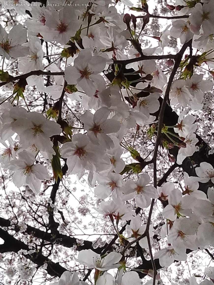 雨の中の桜 - 02