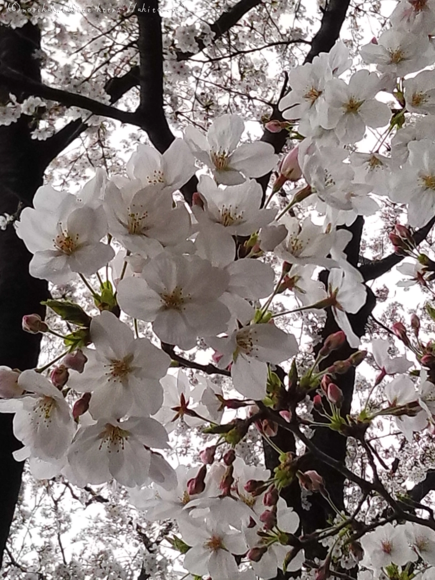 雨の中の桜 - 03