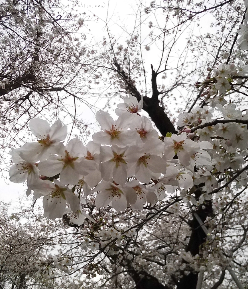 雨の中の桜 - 04