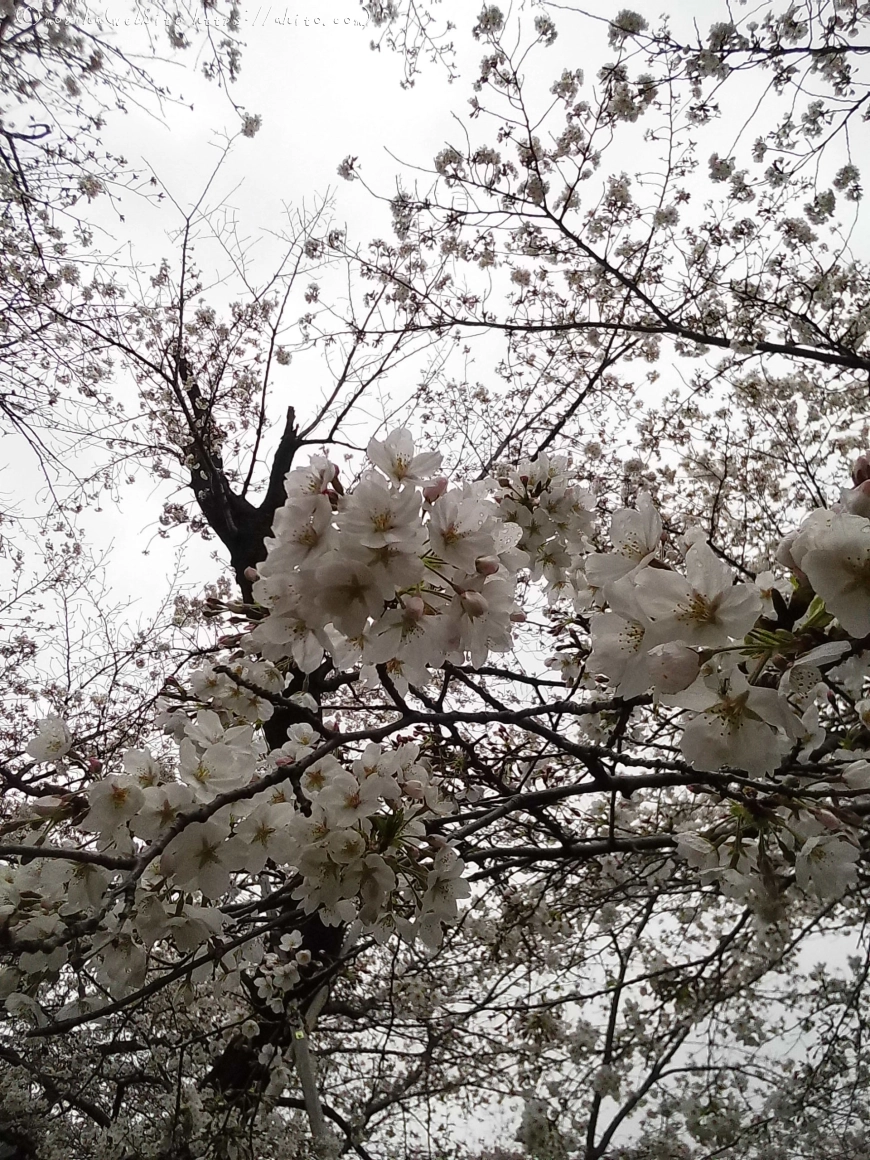 雨の中の桜 - 05