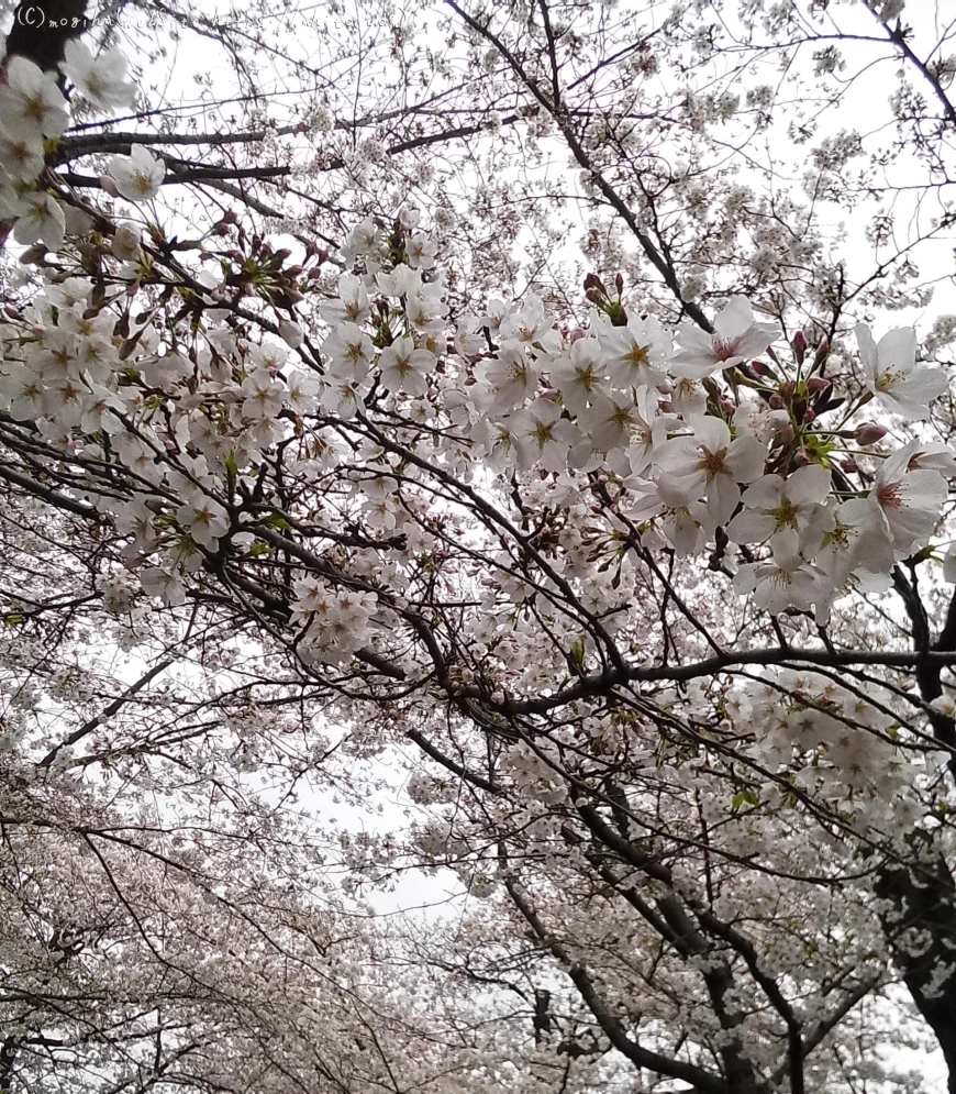 雨の中の桜 - 07