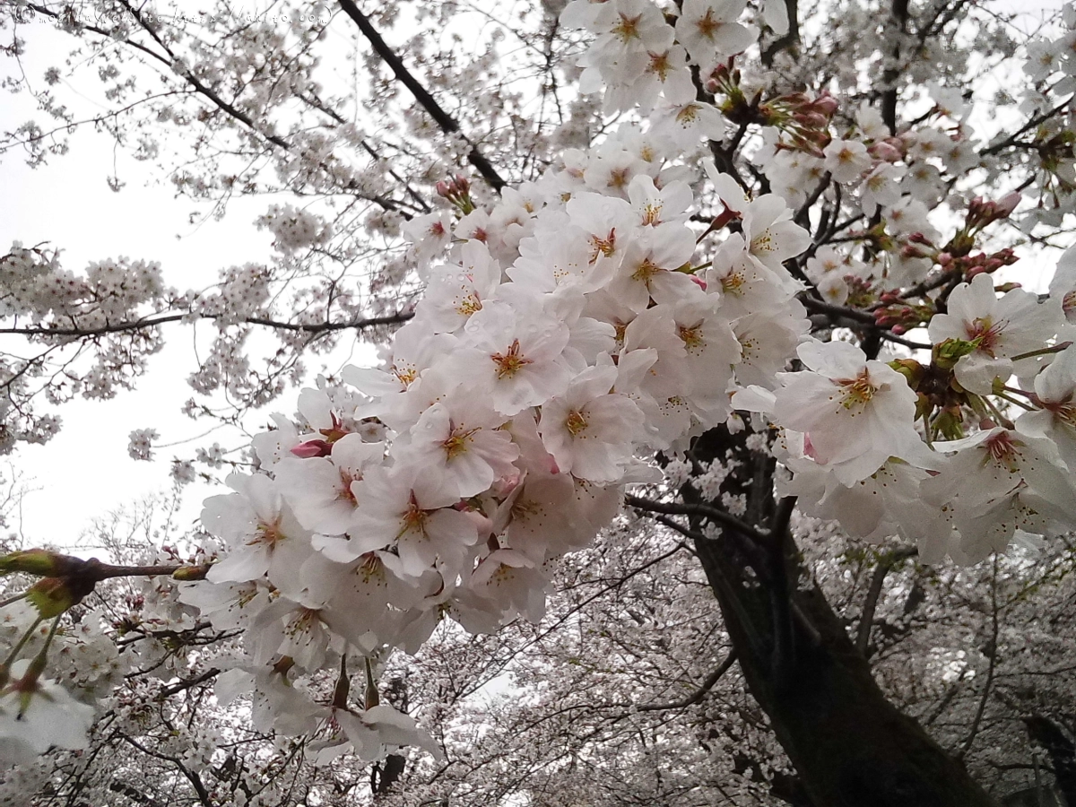 雨の中の桜 - 09