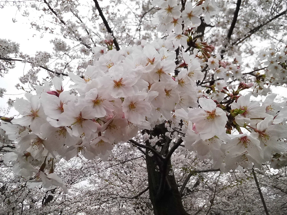 雨の中の桜 - 10