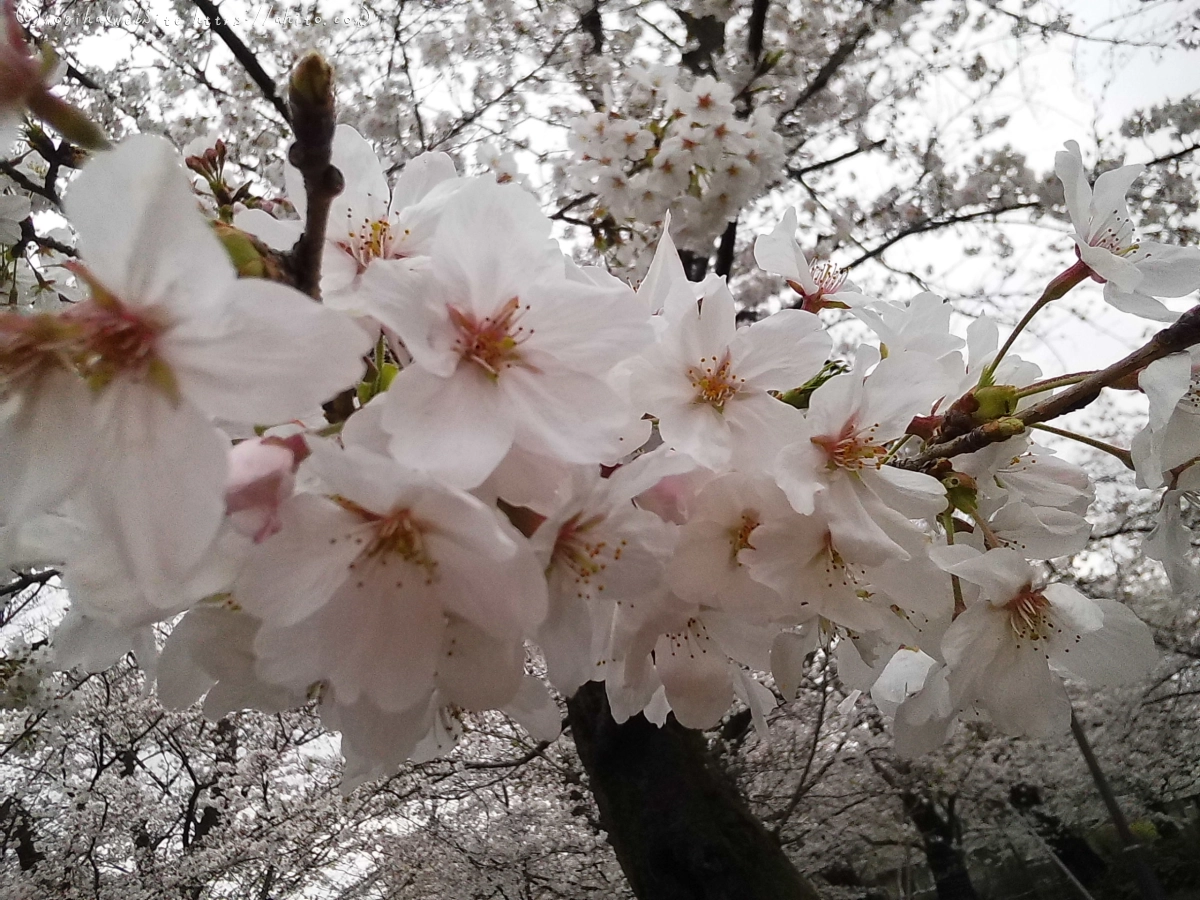 雨の中の桜 - 11