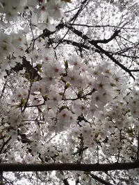 雨の中の桜