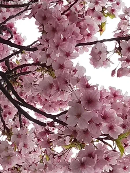 朝日の桜 - 06