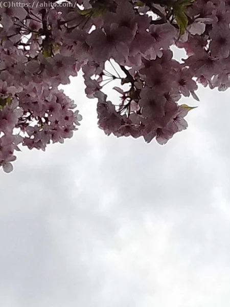 朝日の桜 - 07