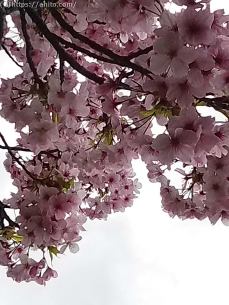 朝日の桜 - 08