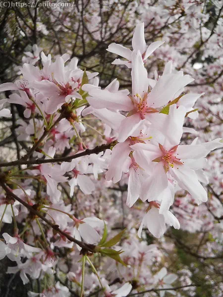 朝日の桜 - 10