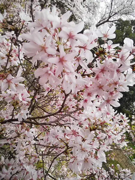 朝日の桜 - 11