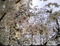 朝日の桜