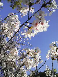 散り桜